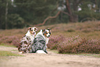 Australian Shepherds