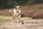 Australian Shepherd