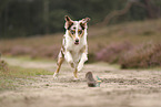 Australian Shepherd