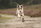 Australian Shepherd