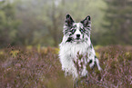 Australian Shepherd