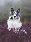 Australian Shepherd