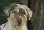 young Australian Shepherd
