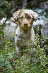 young Australian Shepherd