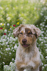 young Australian Shepherd