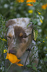 young Australian Shepherd