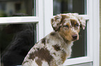 young Australian Shepherd