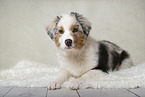 young Australian Shepherd