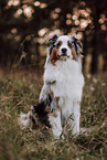 Australian Shepherd