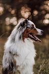 Australian Shepherd