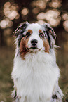 Australian Shepherd