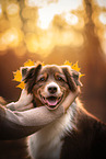 Australian Shepherd