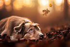 Australian Shepherd