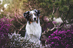 Australian Shepherd