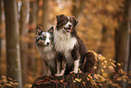 Australian Shepherds