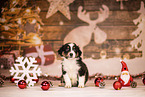 Australian Shepherd Puppy