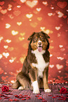 Australian Shepherd