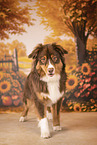 Australian Shepherd