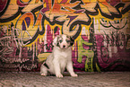 Australian Shepherd Puppy