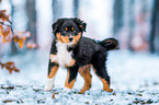 Australian Shepherd