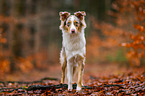 Australian Shepherd