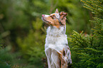 Australian Shepherd