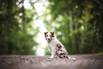 Australian Shepherd