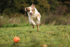 red-merle Australian Shepherd