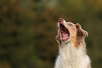 red-merle Australian Shepherd