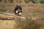 tricolor Australian Shepherd