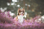 female Australian Shepherd