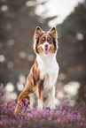 female Australian Shepherd