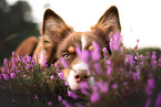 female Australian Shepherd