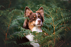 female Australian Shepherd