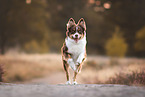 female Australian Shepherd