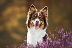 female Australian Shepherd