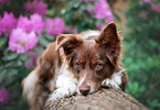 female Australian Shepherd