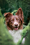 female Australian Shepherd