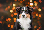 female Australian Shepherd