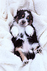 Australian Shepherd puppy