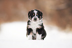 Australian Shepherd puppy