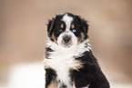 Australian Shepherd puppy