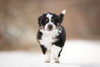 Australian Shepherd puppy