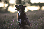 black-tri Australian Shepherd