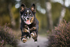 black-tri Australian Shepherd