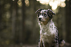 blue-merle Australian Shepherd