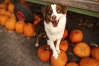 red-tri Australian Shepherd