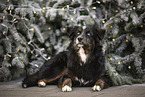 black-tri Australian Shepherd