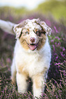 red-merle Australian Shepherd