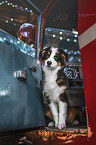 Australian Shepherd